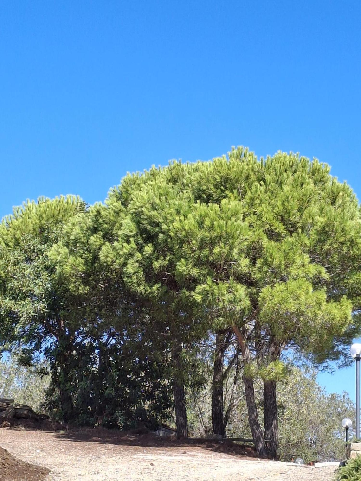 Tenuta Belvedere Cilento Montecorice Eksteriør bilde