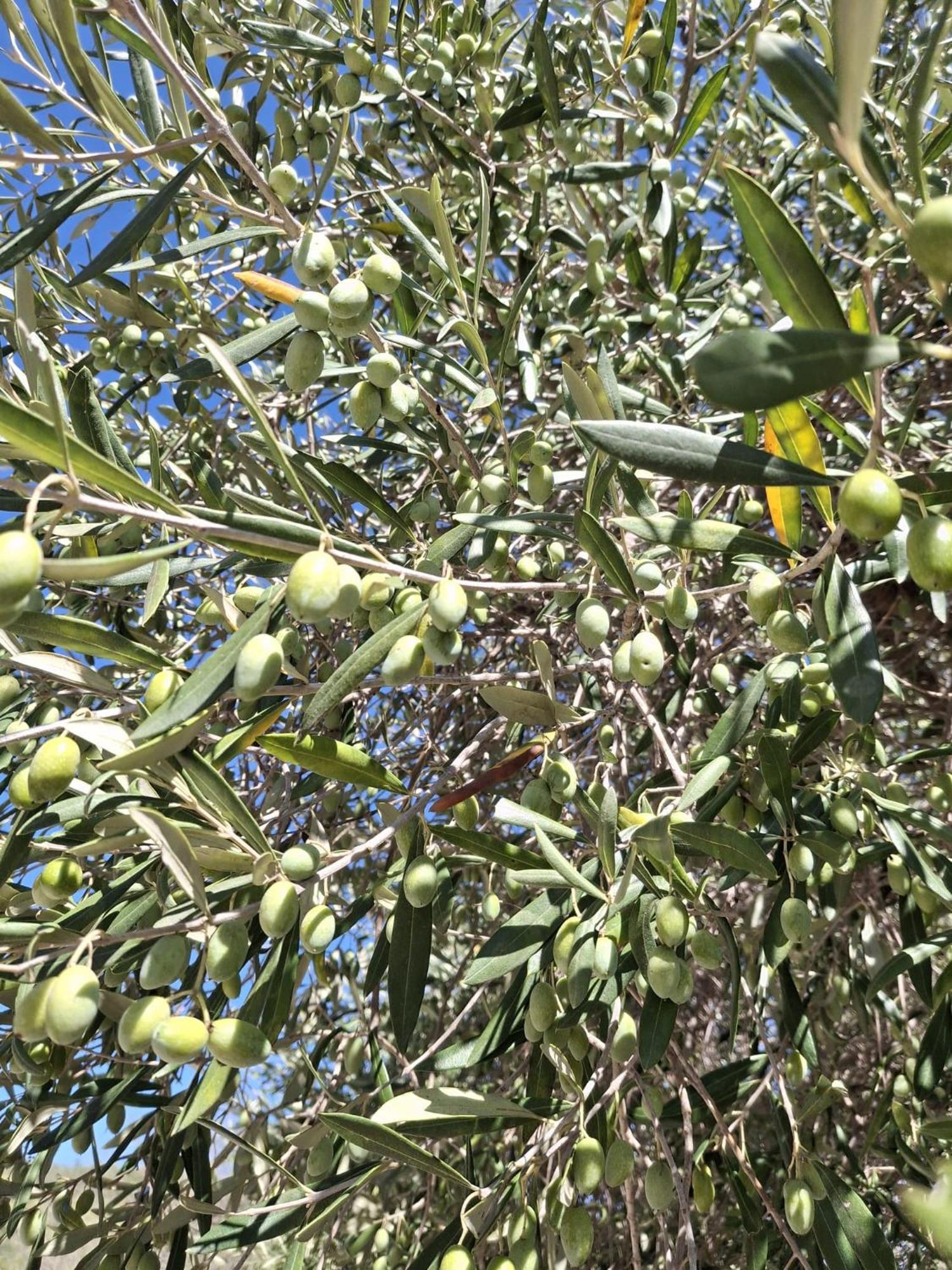 Tenuta Belvedere Cilento Montecorice Eksteriør bilde